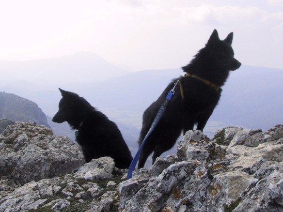 115 Peyrepertuse 4 2002