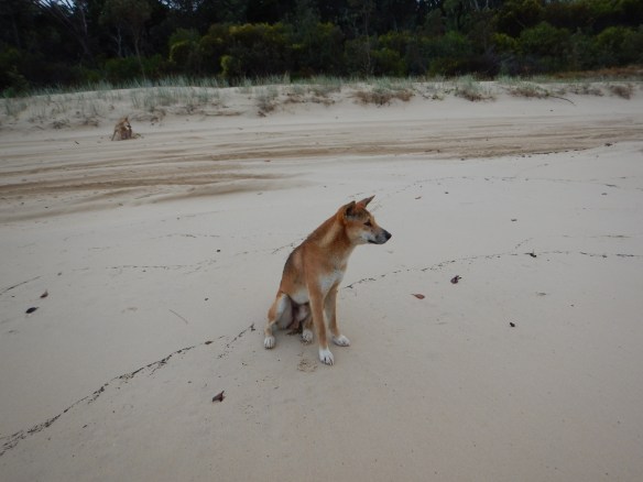 A dingo checking us out on the beach