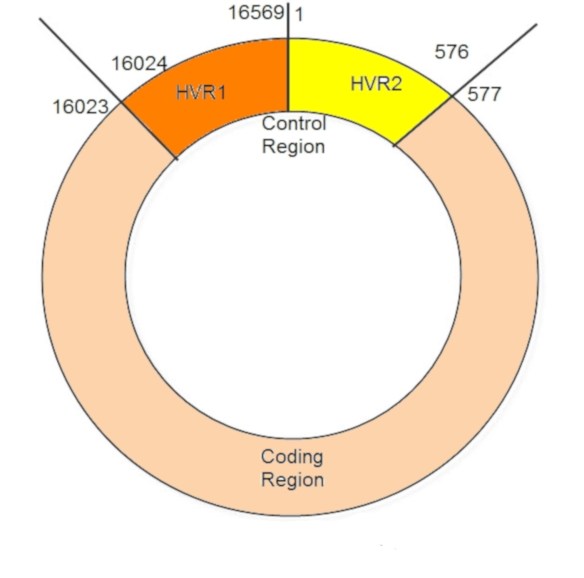Mtdna R Deep maternal ancestry and mtDNA | Mountains and rivers
